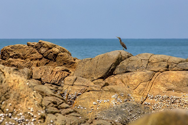 Ein Vogel auf Felsen an der Küste als Symbol für ökologische Küsten im Weltenbau.